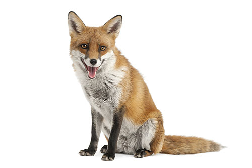 A reddish brown fox.