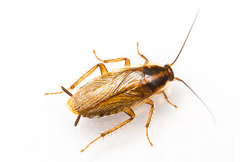 German Cockroach