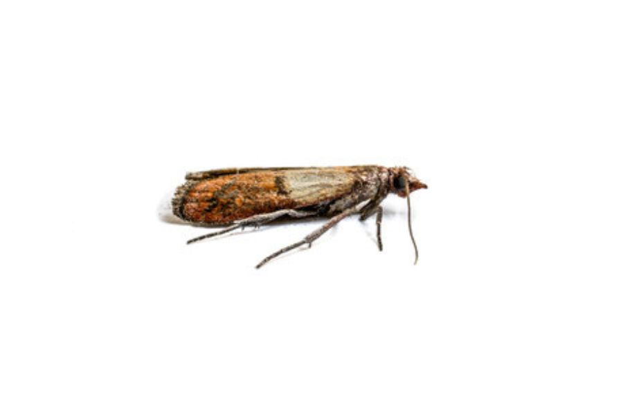 A single clothes moth on a white background.