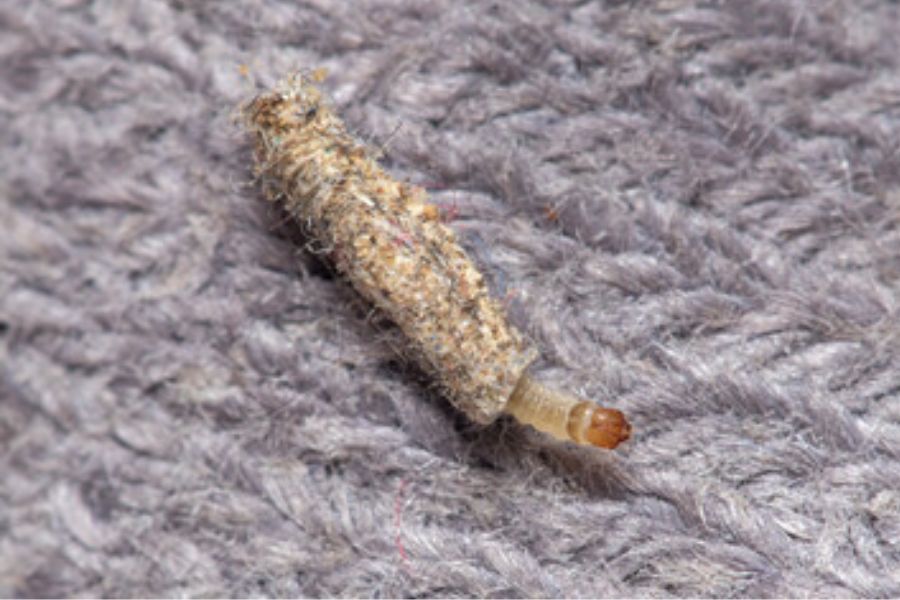 A clothes moth reproducing.