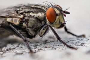 A close up of a cluster fly.