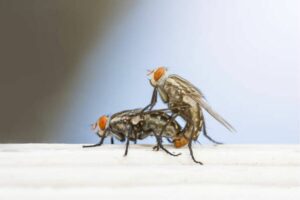 Two cluster flies mating.