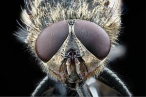 A close up of a cluster flies head.