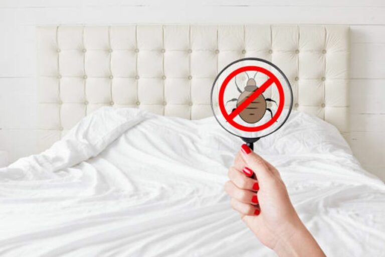 8 Truthful Bedbug Infestation Questions Answered