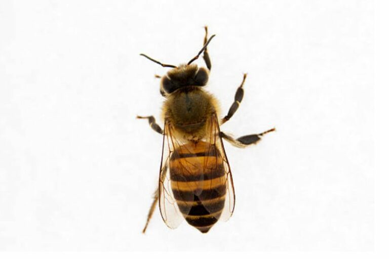 13 Impressive & Unsual Bee Facts