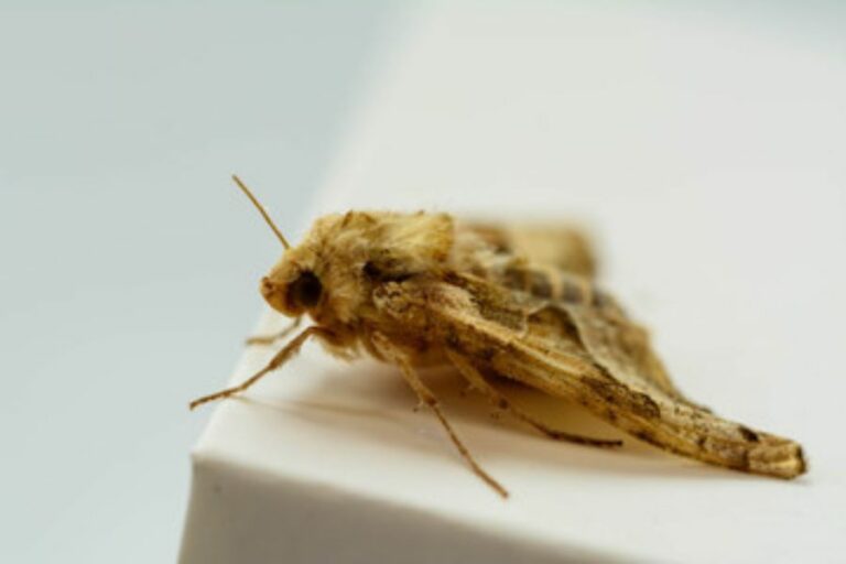 Clothes Moths: Everything about Infestations