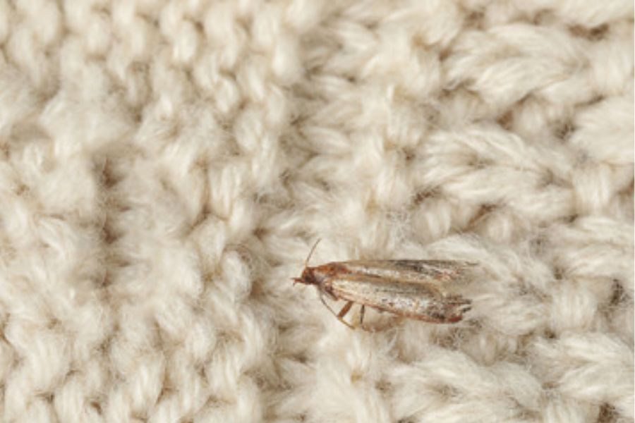 A single clothes moth on cream fabric.