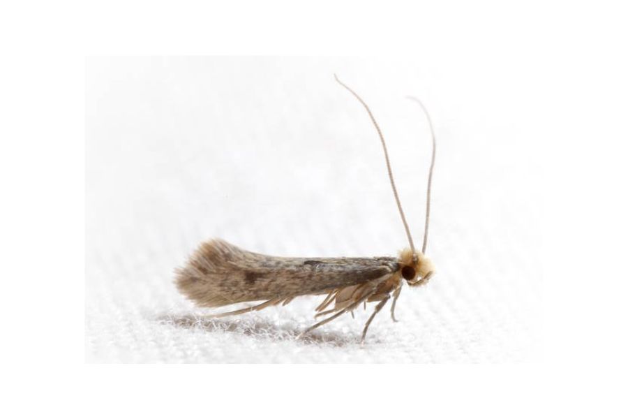 A single clothes moth on a white fabric.