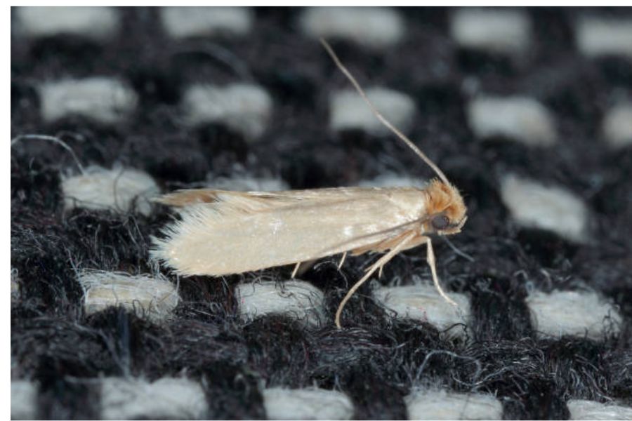A single clothes moth.