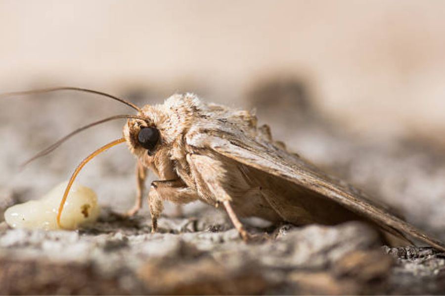 A close up of a clothes moth.