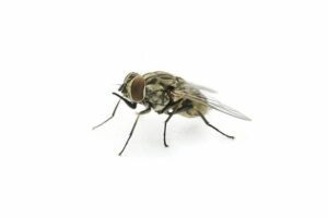 Cluster flies on a white background.