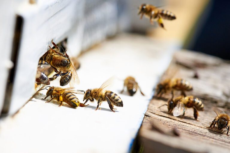 Dealing with Bees, Wasps and Hornets
