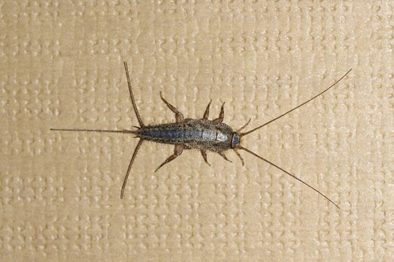 Silverfish: Tackling Dampness and Taking Control