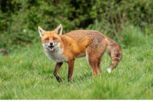 A reddish brown fox.