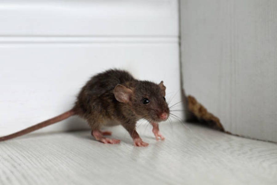 A mouse in the corner of the room. Standing next to a small whole which it appears to have chewed through.