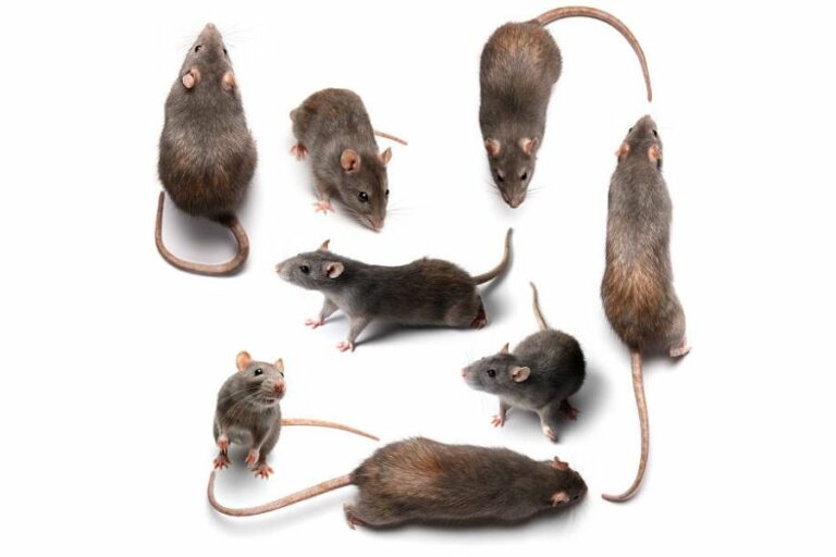 Rodent Infestation! How to Get Rid