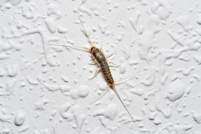 Silverfish Facts