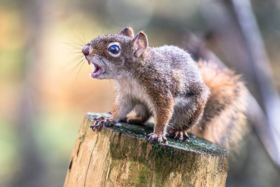 An aggressive looking squirrel sitting on a branch.