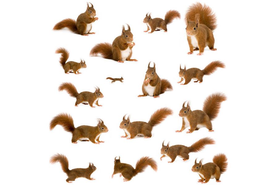 Sixteen red squirrels on a white background.