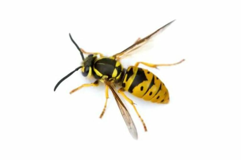 Wasp Nest Removal Methods