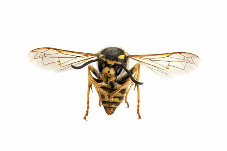 Wasp Behaviours and Their Lifecycle