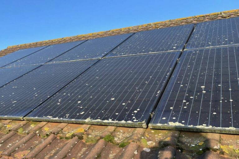 Bird Guano: Clean-up and Prevention